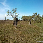 Thumb for Reynolds River Road